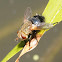 Tachinid fly