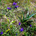 Astragalus arenarius