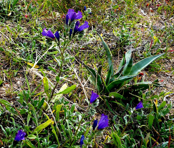 Spotting Image 1