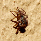 Jumping spider