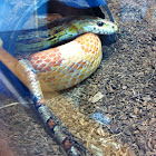 Corn Snake