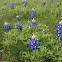 Texas Bluebonnet