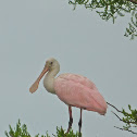 Roseate spoonbill