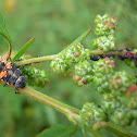 Multicolored Asian Lady Beetle