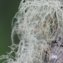 Fruiticose Lichen