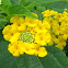 Lantana Camara