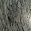Little Underwing Moth
