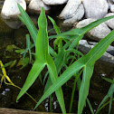 Broad leaved arrowhead