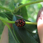 V-marked Lady Beetle