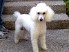 Peluqueria Canina Cleo