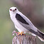 White tailed kite