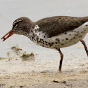 Spotted sandpiper