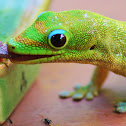Gold Dust Day Gecko