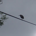 Green Heron