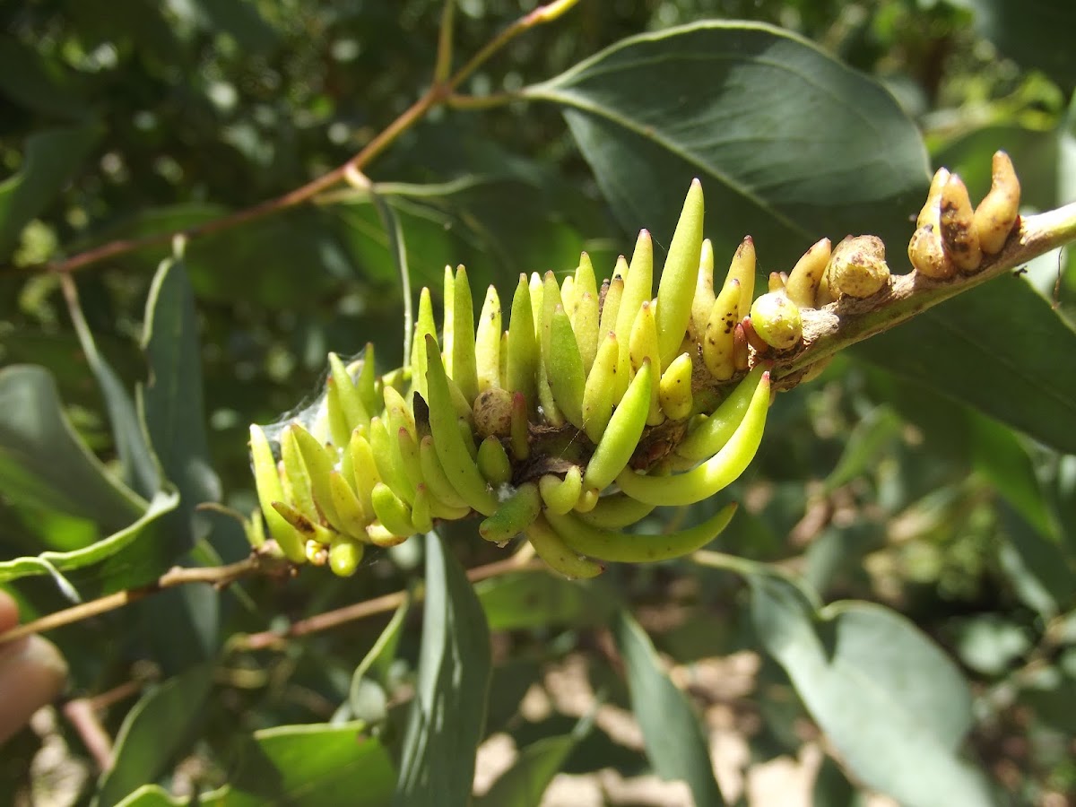 Stem gall