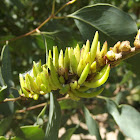 Stem gall