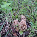 Morel
