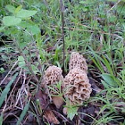 Morel
