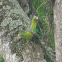 Loro