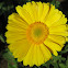 Yellow Gerbera