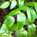 Oregon grape