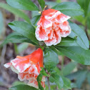 Pomegranate flowers