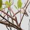 Thick-billed Flowerpecker