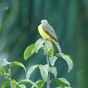 Mosquero Cabecigris
