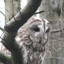 Tawny Owl