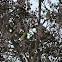 Eurasian Siskin