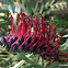 Beadle's Grevillea