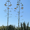 Century Plant