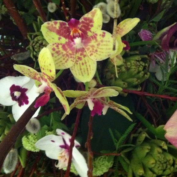 Spotting Image 1