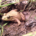 Green frog