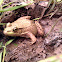 Green frog