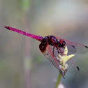 Crimson Marsh Glider