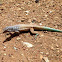 Bonaire whiptail lizard