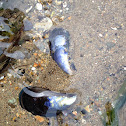Mussel