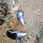 Mussel
