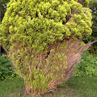 Eastern Red Cedar
