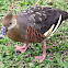 Plumed Whistling Duck