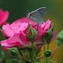 Gray Hairstreak
