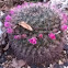 Mammillaria Sp