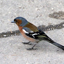 Chaffinch