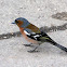Chaffinch