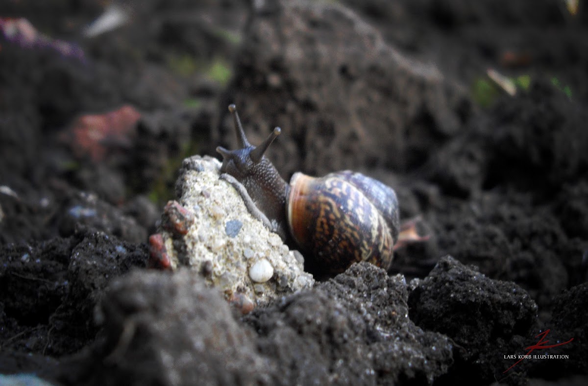 Garden Snail