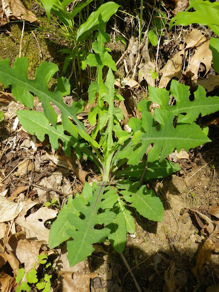 Spotting Image 1