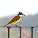Great Kiskadee