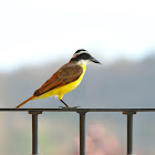 Great Kiskadee