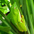 Rana